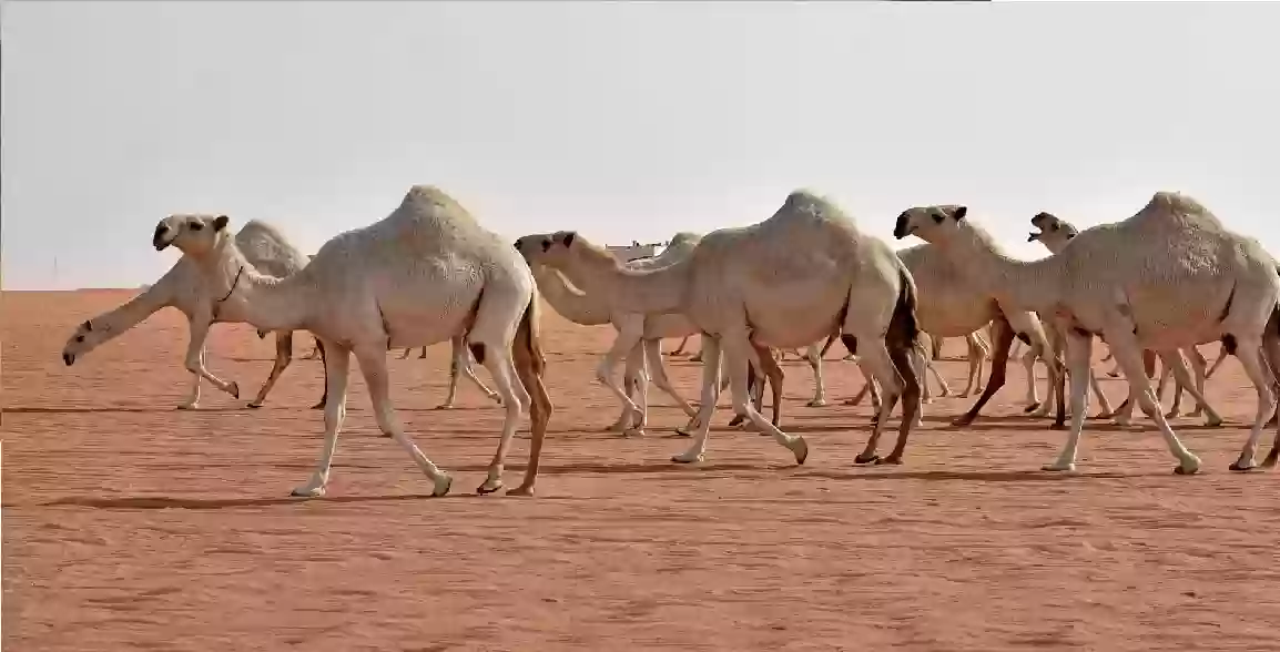 أول تعليق له على المقطع المتداول حول استخدام بول الإبل