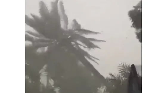 تساقط أشجار النخيل
