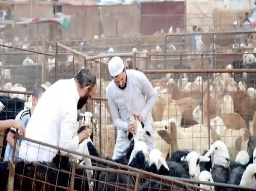 السعودية تذبح أضحية كل 7 ثواني بمنظومة ذكية تاريخية