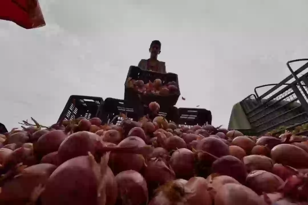 البصل