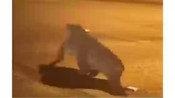 تمساح