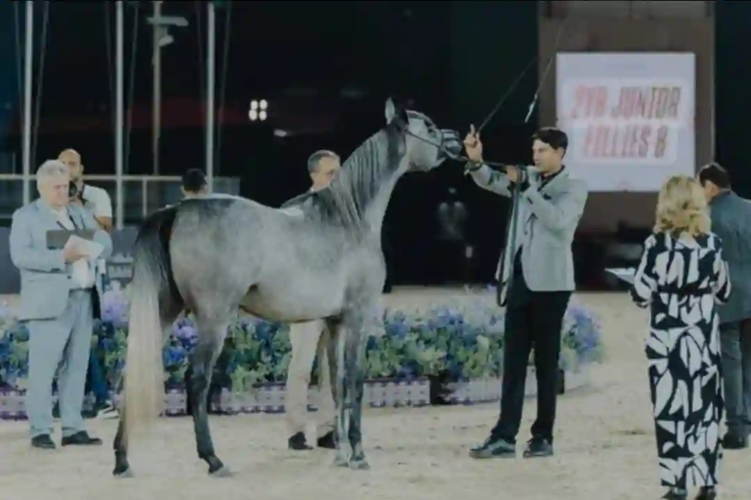 الخيل