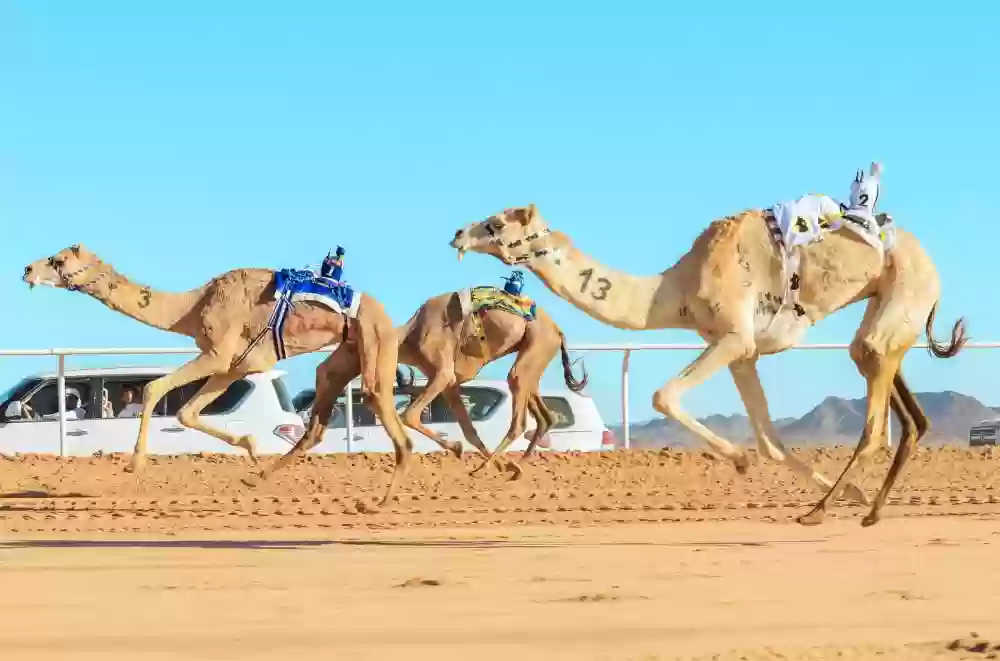 الإبل
