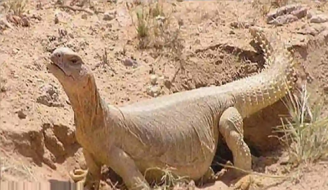 الضب العربي