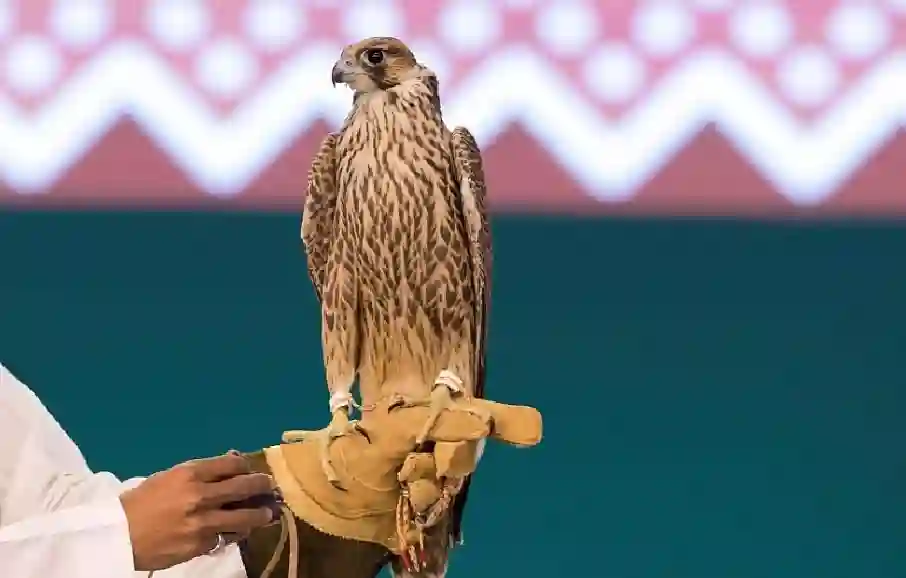 نادي الصقور السعودي ينقذ الوكري من شبح الانقراض
