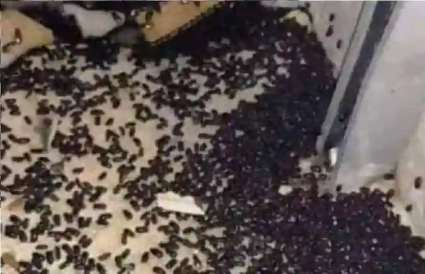انتشار غير مسبوق للحشرات في عدة مناطق بالسعودية