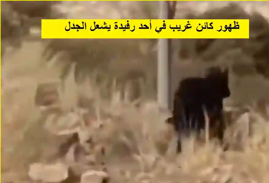 ظهور كائن غريب في أحد رفيدة يشعل الجدل