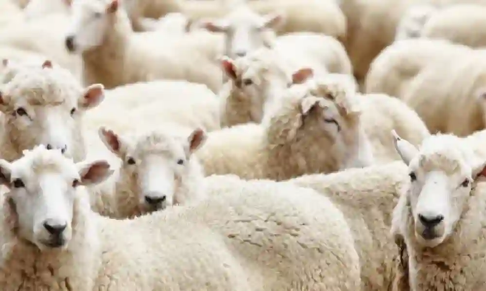 قبل عيد الاضحى اليك اسعار واماكن بيع الخرفان في السعودية